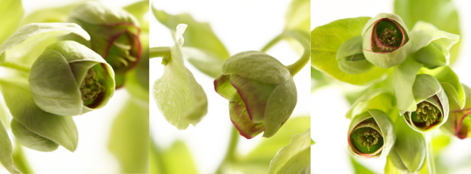 Helixor- Die anthroposophische Misteltherapie bei Krebs